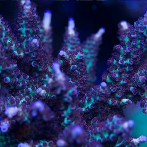 JKR Rainbow Acro Coral, Acropora Coral, SPS Coral