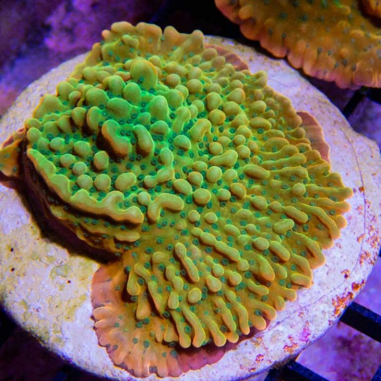 Montipora | Sunnyside Corals | Montipora Coral Care
