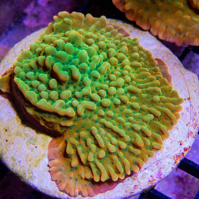 JF Beach Bum Montipora, Monti Coral, SPS Coral