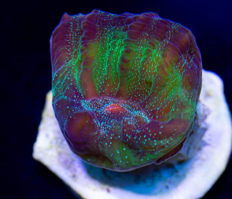 Frankenstein Chalice Coral