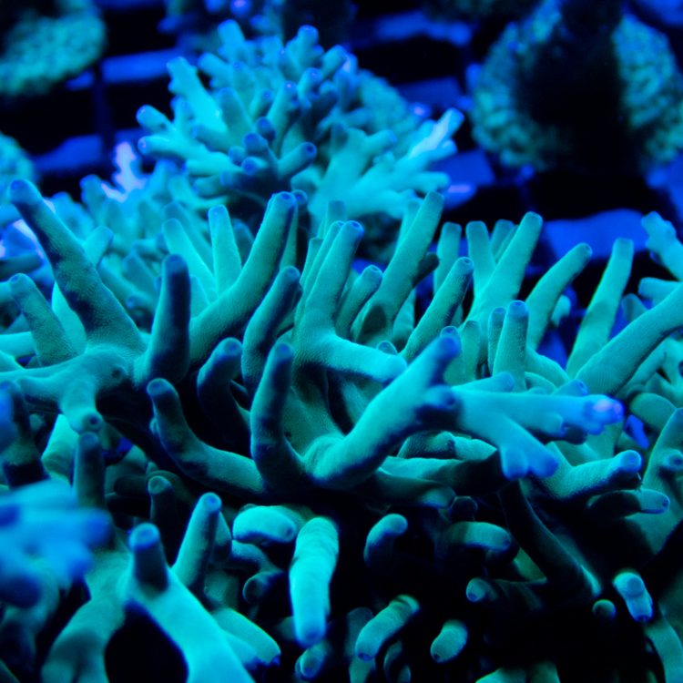 ORA Hawkins Echinata Coral, SPS Coral