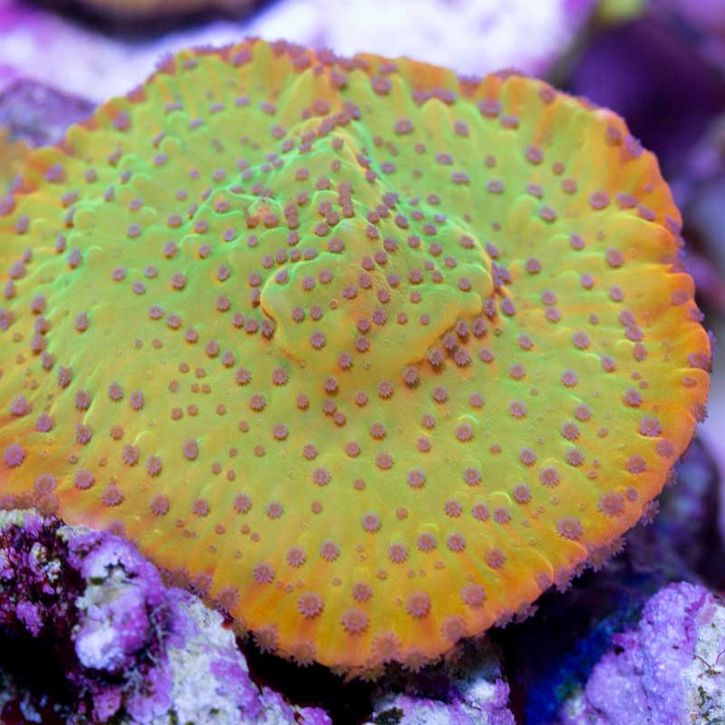 ASD Rainbow Phoenix Montipora - Sunnyside Corals - SPS - Cut To Order