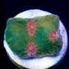 Oregon Mummy Eye Chalice Coral