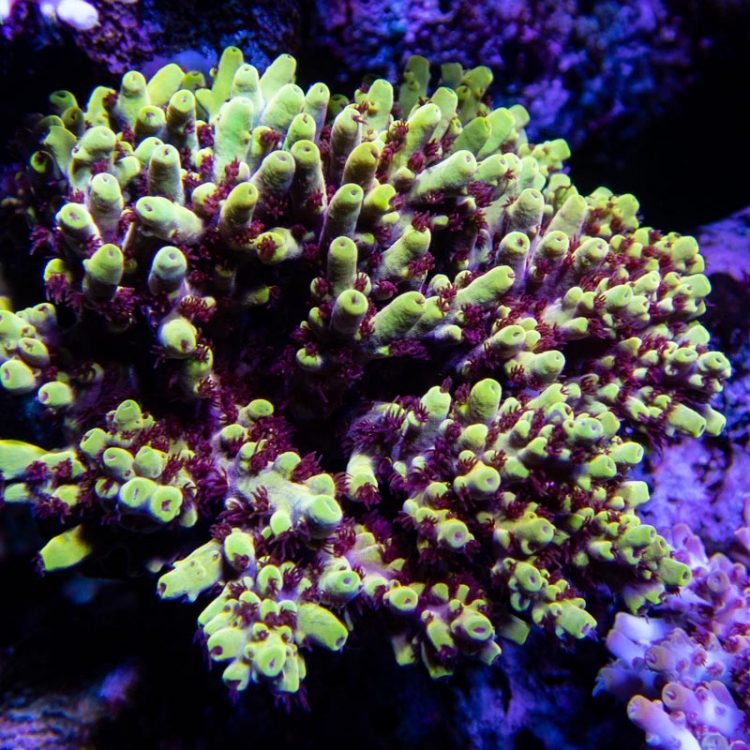 TCK Pikachu Acropora, Acro, SPS Coral