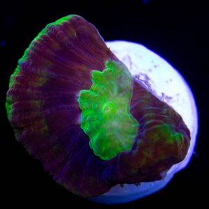 Dragon Soul Prism Favia Coral