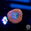 BigR Gumdrop echinata Coral