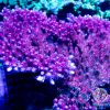 Trinity Acropora Coral, SPS Coral, Acro Coral