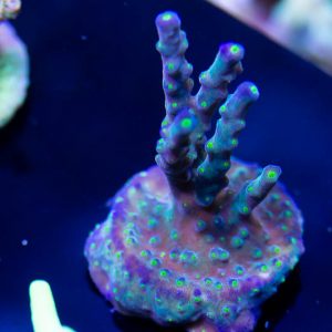 Ultimate Frags Bonsai Acropora Coral, Acro, SPS Coral