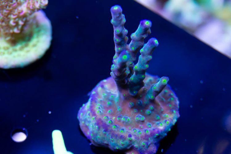 Ultimate Frags Bonsai Acropora Coral, Acro, SPS Coral