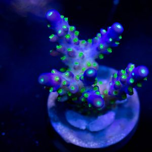 DC Starry Night Acropora Coral, Acro Coral, SPS Coral