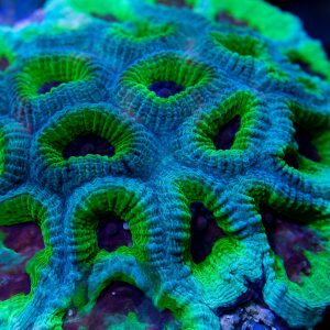 favia LPS coral colony