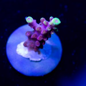 JF Fox Flame Acropora Coral, SPS Coral, Acro Coral