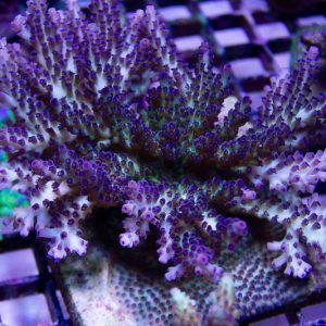 Gonzo Blueberry Diesel Acropora Coral, Acro Coral, SPS Coral