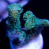 ORA Green Birdsnest Coral, SPS Coral