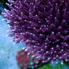 JF Fox Flame Acropora Coral, Acro Coral, SPS Coral