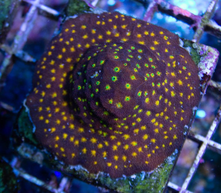 Jason Fox Outer Space Psammacora Coral, Sps Coral