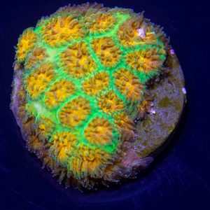 John Deer Leptastrea Coral