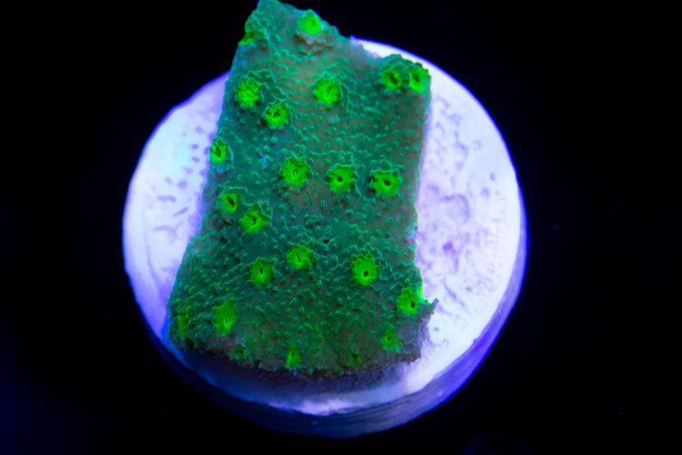 Neon Astreopora Coral