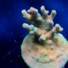 Rocky Mountain Frag Gila Monster Acropora, Acro, SPS Coral