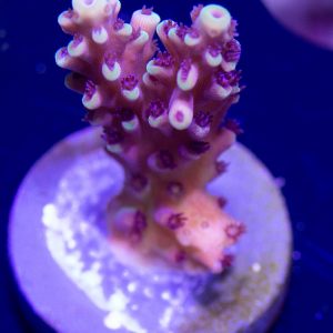 Reef Raft Pink Cadillac Acropora, Acro, SPS Coral