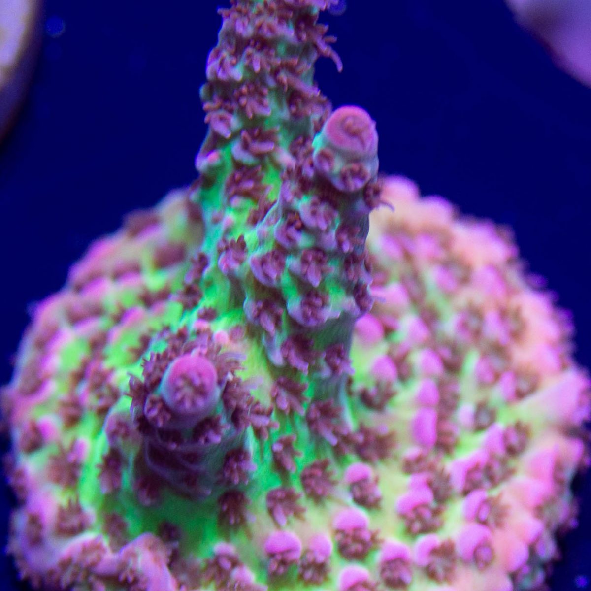 UC Dippin Dots – Sunnyside Corals