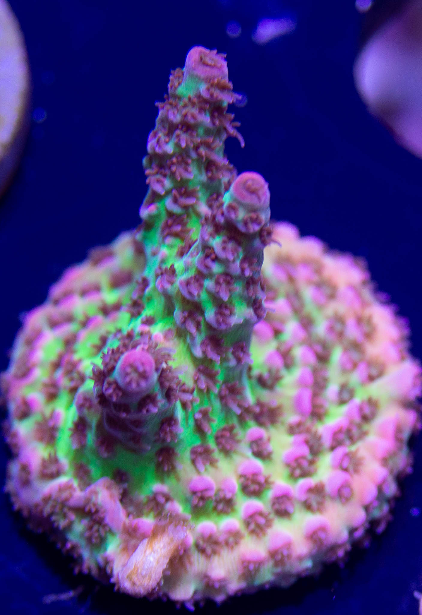 UC Dippin Dots – Sunnyside Corals