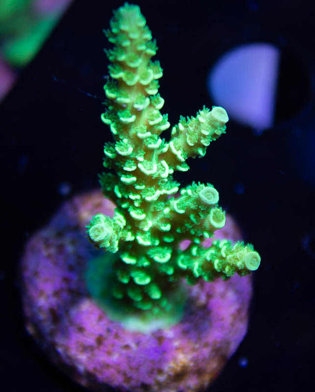 Ultimate Green Tenius Coral - Sunnyside Corals - SPS - Cut To Order