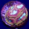WWC Ultron Micromussa Coral
