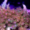 WWC Heartbreaker Acropora Coral, SPS Coral, Acro Coral