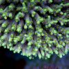 Yellow Caroliniana Coral, SPS Coral,