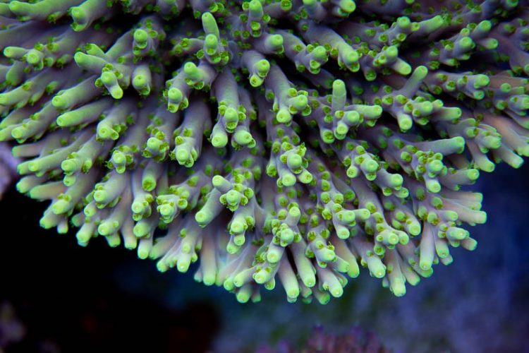 Yellow Caroliniana Coral, SPS Coral,