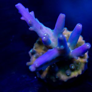 SSC Zephyr Acropora Coral, Acro Coral, SPS Coral
