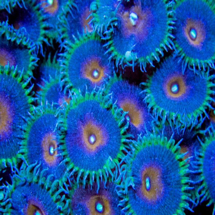 Zoanthid Sunnyside Corals Zoanthid Coral Care
