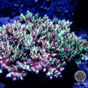 Bali Shortcake Acropora Coral, SPS Coral, Acro Coral