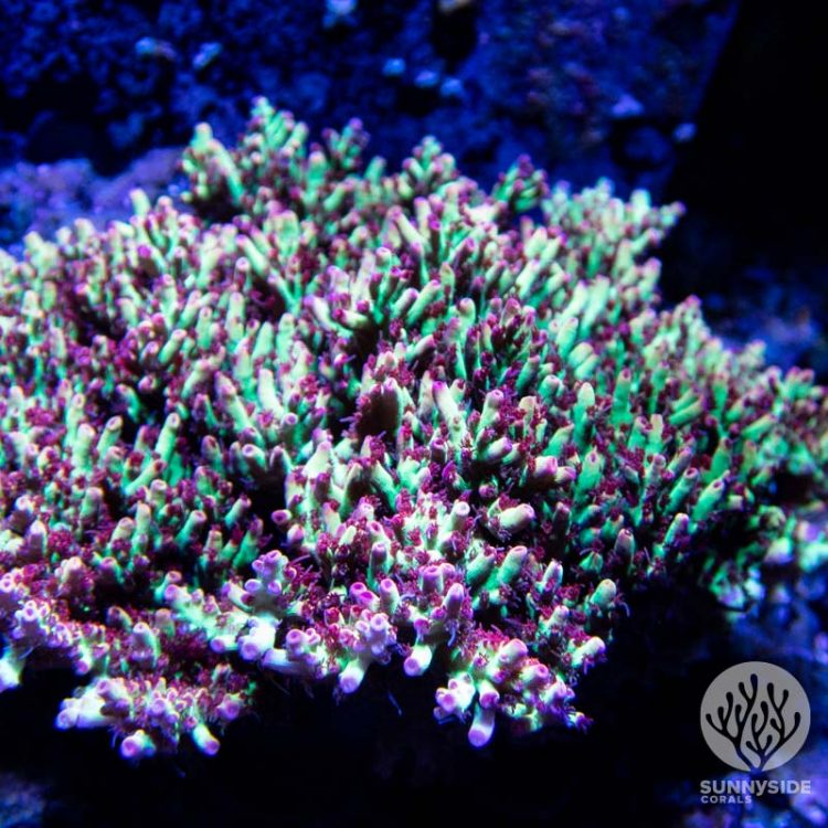Bali Shortcake Acropora Coral, SPS Coral, Acro Coral