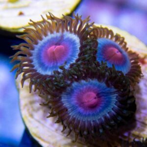 Frostbrite Zoanthid - Cut To Order
