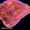 Starburst Montipora Coral, Monti Coral, SPS Coral