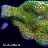 Rainbow Montipora Coral, Monti Coral, SPS Coral