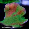 Grafted Montipora Cap Coral, Monti Coral, SPS Coral