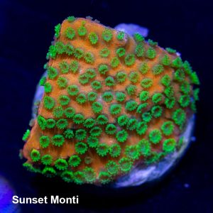 Sunset Montipora Coral, Monti Coral, SPS Coral
