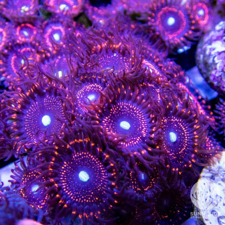 WWC Illuminati Zoanthid