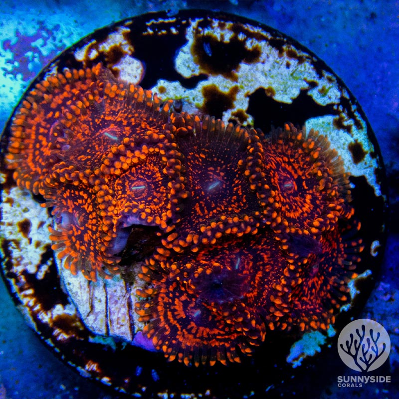 Nightmares zoanthid