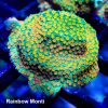 Rainbow Montipora Coral, Monti Coral, SPS Coral