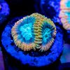 Reef Raft Beast Mode Favia Coral