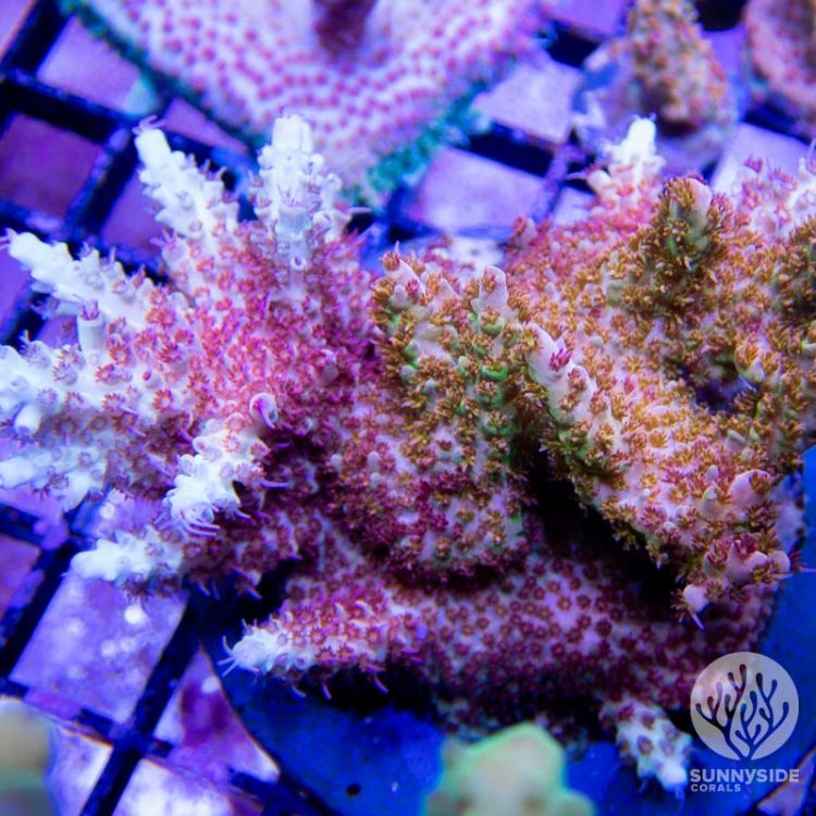 Acropora Coral | Sunnyside Corals | Acropora Coral Care