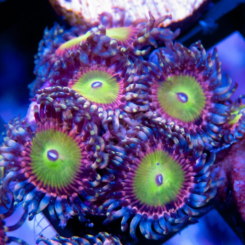 CB Bowsers Zoanthid