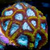 WWC Ultron Micromussa Coral