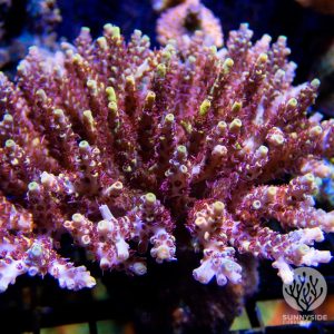 Reef Raft Wolverine Acropora Coral, SPS Coral, Acro Coral