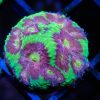 CB Tropic Thunder Favia Coral