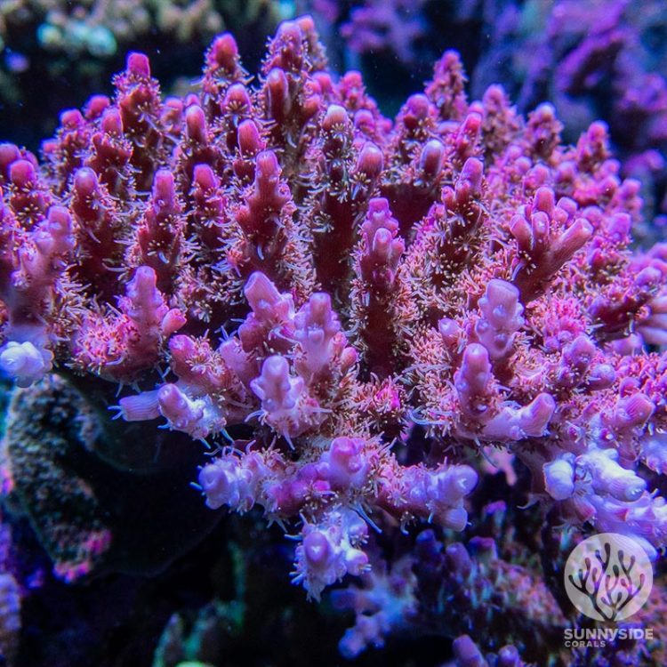 SSC Rage Cage Acropora